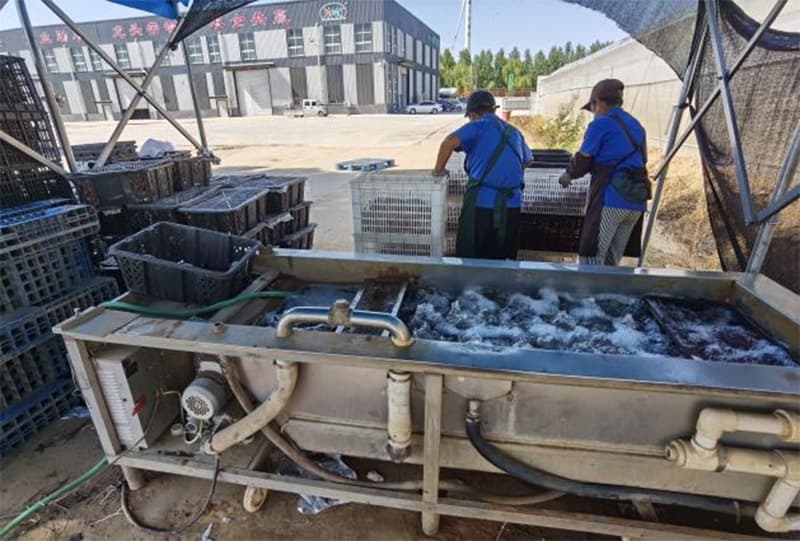 images/1752567320106Sweet potato washing equipment.jpg